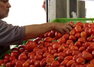 کاهش قیمت گوجه فرنگی در بازار