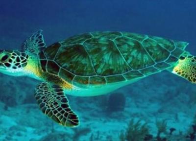 تدوین برنامه اقدام ملی حفاظت از لاک پشت های دریایی
